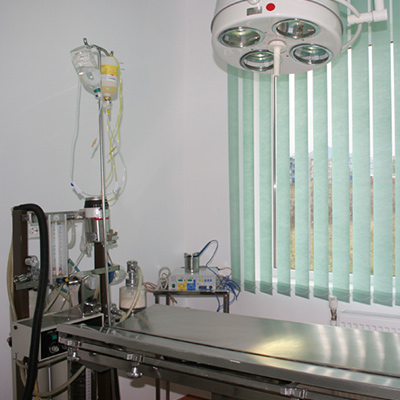 Consultatii-veterinare-si-tratament-Brasov